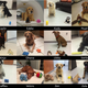 Individual dogs and their trained objects.